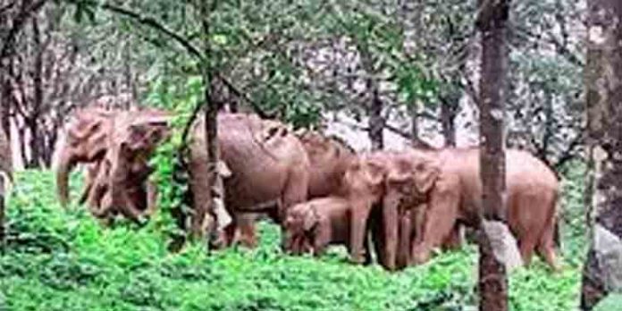 അട്ടപ്പാടിയിൽ രണ്ടിടത്ത് കാട്ടാനയിറങ്ങി അട്ടപ്പാടിയിൽ രണ്ടിടത്ത് കാട്ടാനയിറങ്ങി