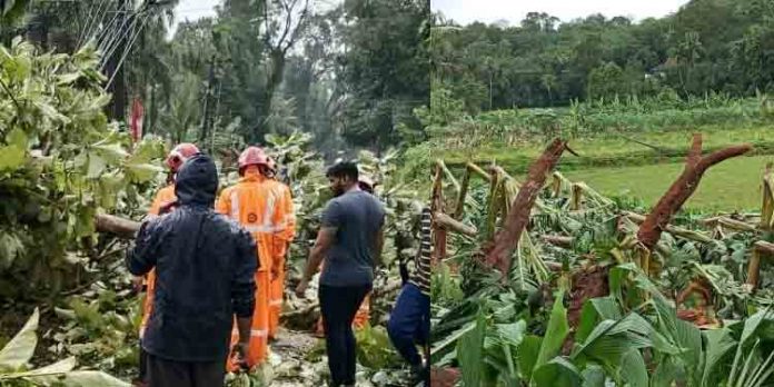 കഴിഞ്ഞ ദിവസത്തെ കാറ്റില് കോതമംഗലത്ത് വന് നാശനഷ്ടം ; ഒരു കോടി രൂപയുടെ കൃഷി നശിച്ചു കഴിഞ്ഞ ദിവസത്തെ കാറ്റില് കോതമംഗലത്ത് വന് നാശനഷ്ടം ; ഒരു കോടി രൂപയുടെ കൃഷി നശിച്ചു