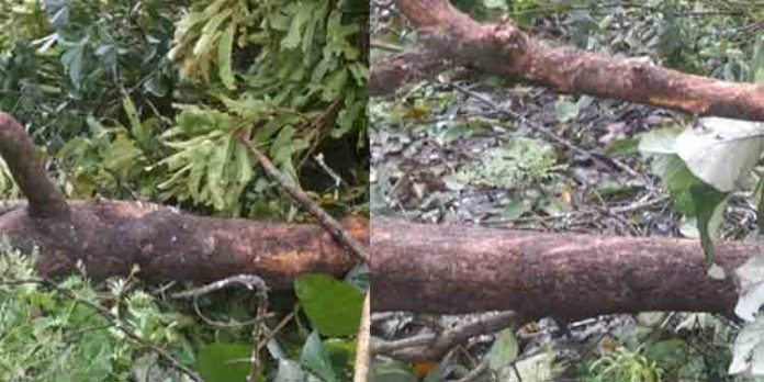 കനത്ത മഴ : മലപ്പുറത്ത് വീടുകളുടെ മുകളിലേക്ക് മരങ്ങള് വീണ് അപകടം കനത്ത മഴ : മലപ്പുറത്ത് വീടുകളുടെ മുകളിലേക്ക് മരങ്ങള് വീണ് അപകടം