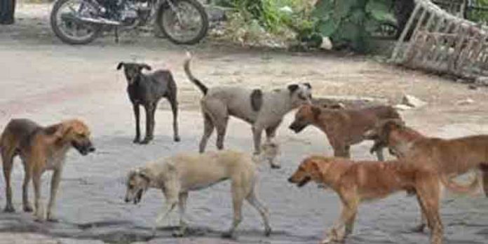 പൊന്നാനിയില് തെരുവുനായ ശല്യം അതിരൂക്ഷം പൊന്നാനിയില് തെരുവുനായ ശല്യം അതിരൂക്ഷം