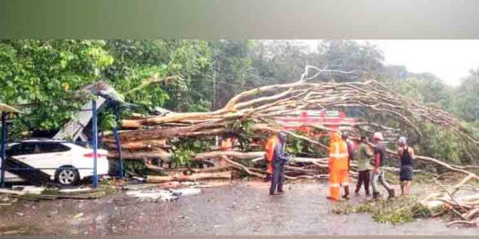 കാര് ഷെഡിന് മുകളില് മരം വീണ് രണ്ട് കാറുകള് തകര്ന്നു കാര് ഷെഡിന് മുകളില് മരം വീണ് രണ്ട് കാറുകള് തകര്ന്നു