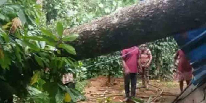കാറ്റില് മരം കടപുഴകി വീണ് വീടിന്റെ മേല്ക്കൂര തകര്ന്നു കാറ്റില് മരം കടപുഴകി വീണ് വീടിന്റെ മേല്ക്കൂര തകര്ന്നു
