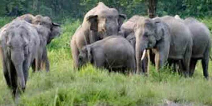 കോതമംഗലം കോട്ടപ്പടി വടക്കുംഭാഗത്ത് കാട്ടാനകൂട്ടം കൃഷിനശിപ്പിച്ചു കോതമംഗലം കോട്ടപ്പടി വടക്കുംഭാഗത്ത് കാട്ടാനകൂട്ടം കൃഷിനശിപ്പിച്ചു