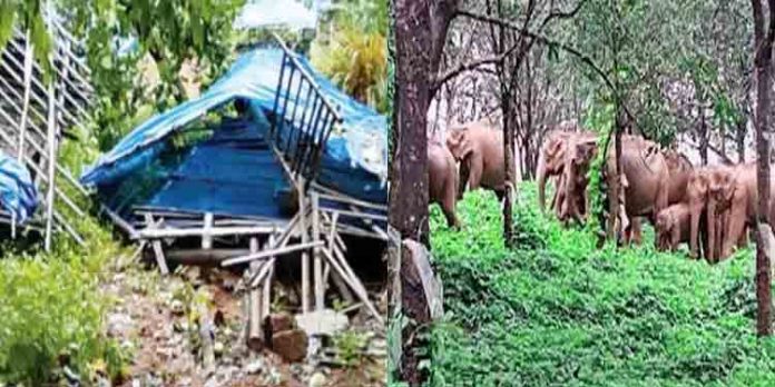 കാട്ടിലേക്ക് തുരത്തുന്നതിനിടെ കാട്ടാന തിരിഞ്ഞോടി ; ആറളത്ത് മൂന്ന് വനപാലകര്ക്ക് പരിക്ക് കാട്ടിലേക്ക് തുരത്തുന്നതിനിടെ കാട്ടാന തിരിഞ്ഞോടി ; ആറളത്ത് മൂന്ന് വനപാലകര്ക്ക് പരിക്ക്