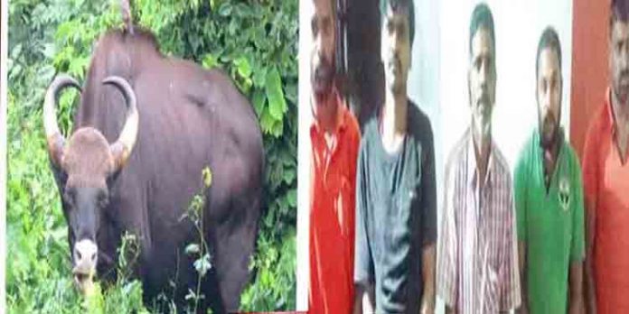 കാട്ടുപോത്തിനെ കൊന്ന് ഇറച്ചിയാക്കി കടത്തുന്നതിനിടയില് അഞ്ചു പേര് പിടിയില് കാട്ടുപോത്തിനെ കൊന്ന് ഇറച്ചിയാക്കി കടത്തുന്നതിനിടയില് അഞ്ചു പേര് പിടിയില്