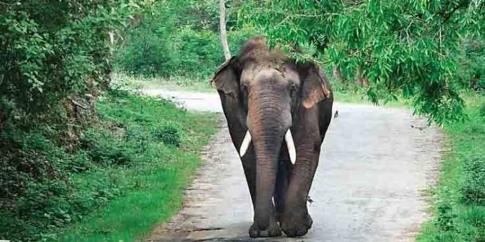 കോതപാറയില് കാട്ടാന ശല്യം രൂക്ഷം കോതപാറയില് കാട്ടാന ശല്യം രൂക്ഷം