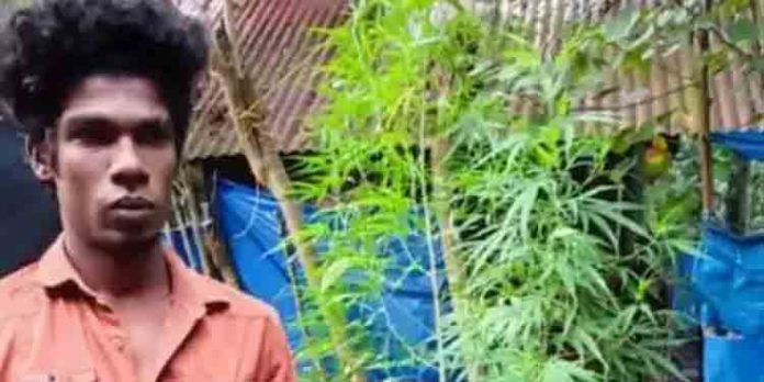 ബാത്ത് റൂമിന് മുകളില് കഞ്ചാവ് ചെടികള് നട്ടുവളര്ത്തിയ യുവാവ് പിടിയില് ബാത്ത് റൂമിന് മുകളില് കഞ്ചാവ് ചെടികള് നട്ടുവളര്ത്തിയ യുവാവ് പിടിയില്