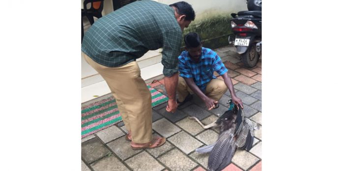 അവശ നിലയിലായ മയിലിനെ രക്ഷപെടുത്തി അവശ നിലയിലായ മയിലിനെ രക്ഷപെടുത്തി