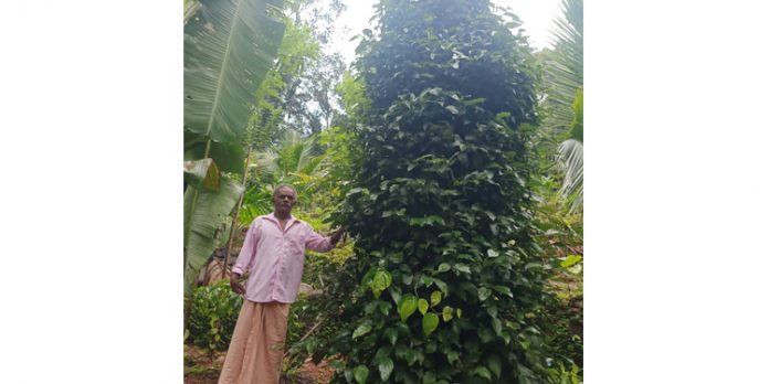 ഇടം കയ്യിൽ കൃഷിയുടെ വിജയ ഗാഥ തീർത്ത് വിജയൻ ഇടം കയ്യിൽ കൃഷിയുടെ വിജയ ഗാഥ തീർത്ത് വിജയൻ