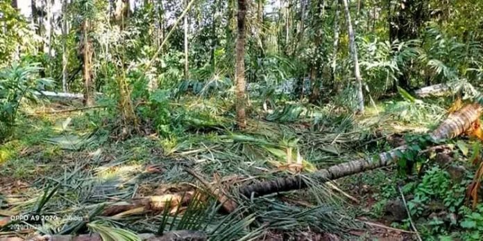 കൊക്കാത്തോട്ടിൽ കാട്ടാന ശല്യം രൂക്ഷം കൊക്കാത്തോട്ടിൽ കാട്ടാന ശല്യം രൂക്ഷം