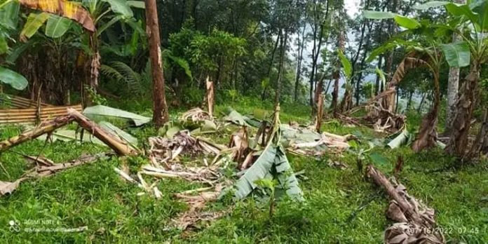 മലയോര മേഖലയിൽ കർഷകരുടെ നട്ടെല്ലൊടിച്ച് വന്യ മൃഗ ശല്യം മലയോര മേഖലയിൽ കർഷകരുടെ നട്ടെല്ലൊടിച്ച് വന്യ മൃഗ ശല്യം