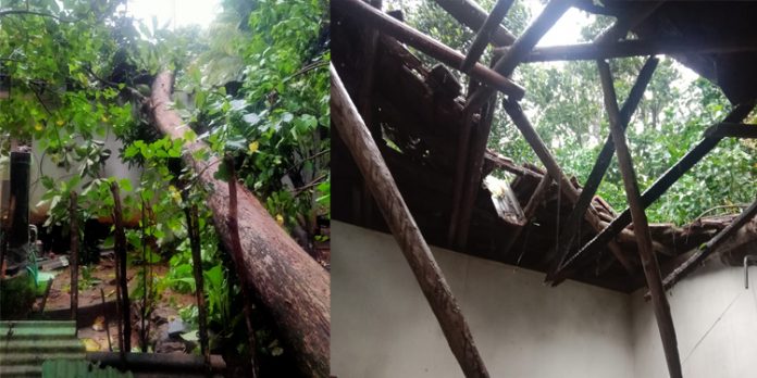 കനത്ത കാറ്റിലും മഴയിലും തേക്ക് മരം വീണു വീട് പൂർണമായി തകർന്നു കനത്ത കാറ്റിലും മഴയിലും തേക്ക് മരം വീണു വീട് പൂർണമായി തകർന്നു