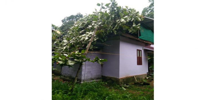 കാറ്റിൽ മരം വീണ് വീടിന് നാശനഷ്ടം കാറ്റിൽ മരം വീണ് വീടിന് നാശനഷ്ടം