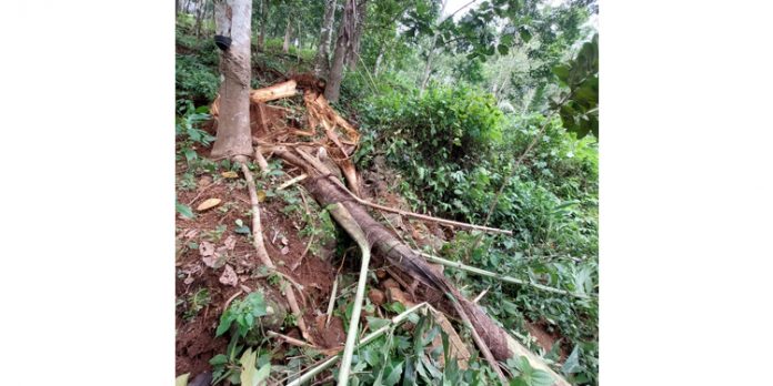 ജനവാസ മേഖലയിലേക്ക് കാട്ടാന ഇറങ്ങി കൃഷി നശിപ്പിക്കുന്നു ജനവാസ മേഖലയിലേക്ക് കാട്ടാന ഇറങ്ങി കൃഷി നശിപ്പിക്കുന്നു