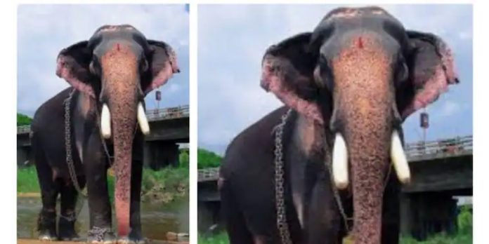 പാറമേക്കാവ് പത്മനാഭൻ ചരിഞ്ഞു ; ഒന്നര പതിറ്റാണ്ടോളം തൃശൂർ പൂരത്തിൽ നിറസാന്നിദ്ധ്യം പാറമേക്കാവ് പത്മനാഭൻ ചരിഞ്ഞു ; ഒന്നര പതിറ്റാണ്ടോളം തൃശൂർ പൂരത്തിൽ നിറസാന്നിദ്ധ്യം