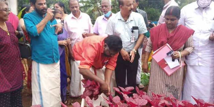 ഡെപ്യൂട്ടി സ്പീക്കറുടെ കൃഷിയിടത്തില് വിളവെടുപ്പ് ആരംഭിച്ചു ഡെപ്യൂട്ടി സ്പീക്കറുടെ കൃഷിയിടത്തില് വിളവെടുപ്പ് ആരംഭിച്ചു
