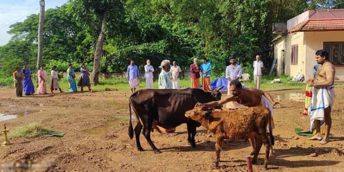 ചെങ്ങന്നൂർ മുണ്ടൻകാവ് ഭഗവതി ക്ഷേത്രത്തില് ഭൂപരിഗ്രഹവും ഗോപൂജയും നടത്തി ചെങ്ങന്നൂർ മുണ്ടൻകാവ് ഭഗവതി ക്ഷേത്രത്തില് ഭൂപരിഗ്രഹവും ഗോപൂജയും നടത്തി