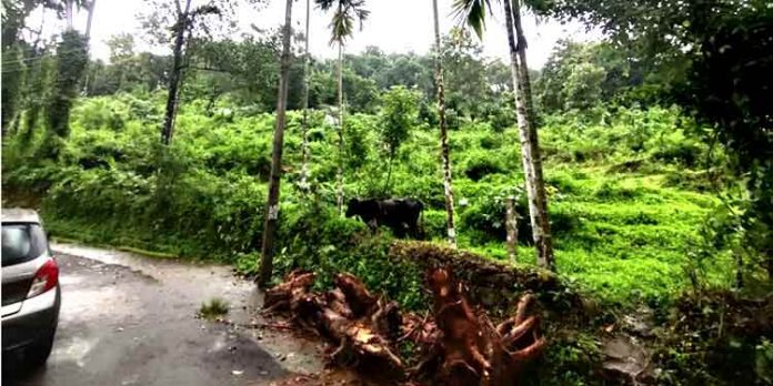 ചിറ്റാറില് വീട് വെക്കാനോ ഫാം തുടങ്ങാനോ അനുയോജ്യമായ 2.50 ഏക്കർ വസ്തു മൊത്തമായോ ഭാഗികമായോ വില്പനക്ക് ചിറ്റാറില് വീട് വെക്കാനോ ഫാം തുടങ്ങാനോ അനുയോജ്യമായ 2.50 ഏക്കർ വസ്തു മൊത്തമായോ ഭാഗികമായോ വില്പനക്ക്