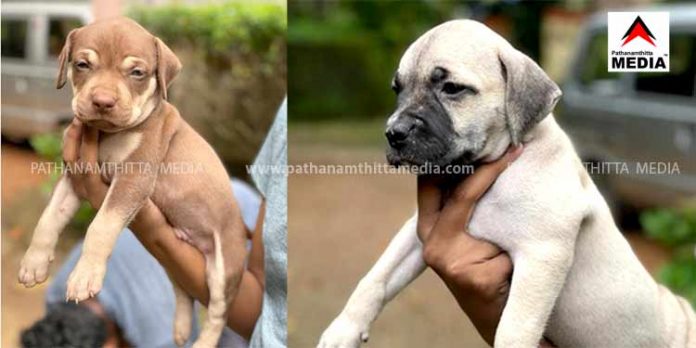 പട്ടിക്കുട്ടികളെ വില്പ്പനക്ക് – American Pit Bull Terrier (APBT) പട്ടിക്കുട്ടികളെ വില്പ്പനക്ക് – American Pit Bull Terrier (APBT)