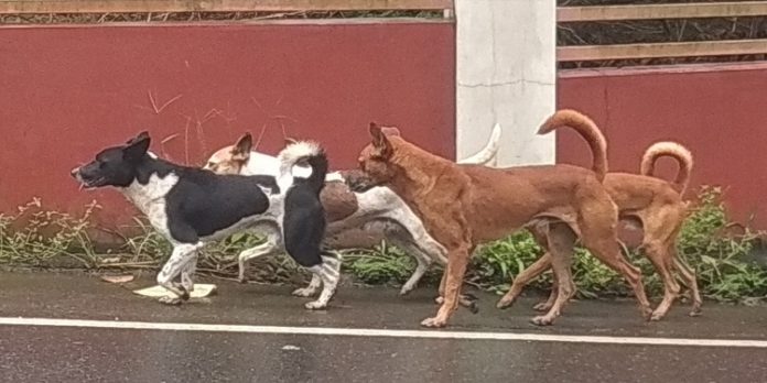 അട്ടച്ചാക്കലിൽ തെരുവ് നായ ശല്യം രൂക്ഷം അട്ടച്ചാക്കലിൽ തെരുവ് നായ ശല്യം രൂക്ഷം
