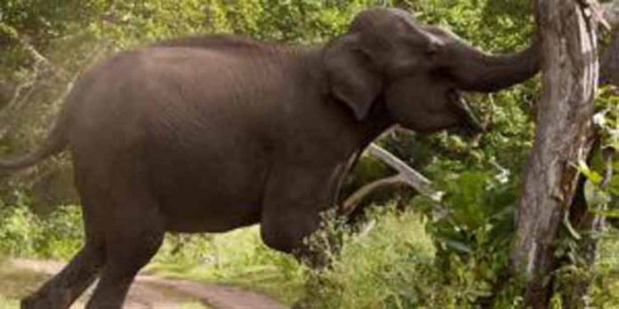 നാട് കാടാക്കി കാട്ടാനകളുടെ വിളയാട്ടം നാട് കാടാക്കി കാട്ടാനകളുടെ വിളയാട്ടം