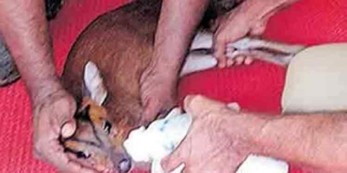 കാലൊടിഞ്ഞ കേഴമാന് കുഞ്ഞിന് രക്ഷകന് ആയത് സൈലാസ് കാലൊടിഞ്ഞ കേഴമാന് കുഞ്ഞിന് രക്ഷകന് ആയത് സൈലാസ്