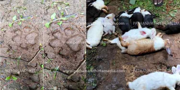 കുമ്പഴയില് അജ്ഞാത ജീവി വളര്ത്തു മുയലുകളെ കൊന്നു ; പുലിയാണെന്ന് സംശയം കുമ്പഴയില് അജ്ഞാത ജീവി വളര്ത്തു മുയലുകളെ കൊന്നു ; പുലിയാണെന്ന് സംശയം
