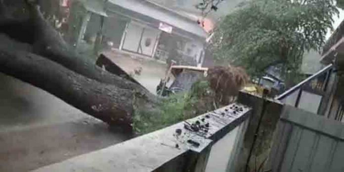 ആലുവയില് കൂറ്റന് കാറ്റാടി മരം കടപുഴകി വീണു;വന് ദുരന്തം തലനാരിഴയ്ക്ക ആലുവയില് കൂറ്റന് കാറ്റാടി മരം കടപുഴകി വീണു;വന് ദുരന്തം തലനാരിഴയ്ക്ക