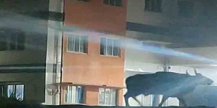 കോന്നി മെഡിക്കൽ കോളേജ് പരിസരത്ത് കാട്ടുപോത്ത് ഇറങ്ങുന്നത് പതിവാകുന്നു കോന്നി മെഡിക്കൽ കോളേജ് പരിസരത്ത് കാട്ടുപോത്ത് ഇറങ്ങുന്നത് പതിവാകുന്നു