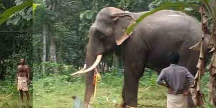 കൊടുമണ് ശിവശങ്കരന് ഇടഞ്ഞു ; മണിക്കൂറുകളോളം ജനങ്ങള് പരിഭ്രാന്തിയില് കൊടുമണ് ശിവശങ്കരന് ഇടഞ്ഞു ; മണിക്കൂറുകളോളം ജനങ്ങള് പരിഭ്രാന്തിയില്