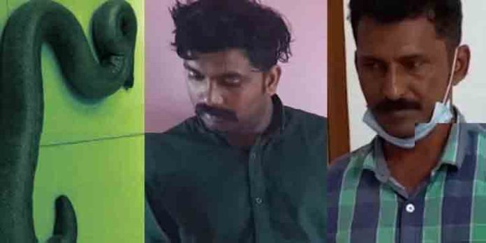അഞ്ചുകോടി രൂപ വില പറഞ്ഞ് മൂന്നര കിലോ തൂക്കമുള്ള ഇരുതലമൂരിയെ വില്ക്കാന് ശ്രമം ; രണ്ടു പേര് പിടിയില് അഞ്ചുകോടി രൂപ വില പറഞ്ഞ് മൂന്നര കിലോ തൂക്കമുള്ള ഇരുതലമൂരിയെ വില്ക്കാന് ശ്രമം ; രണ്ടു പേര് പിടിയില്