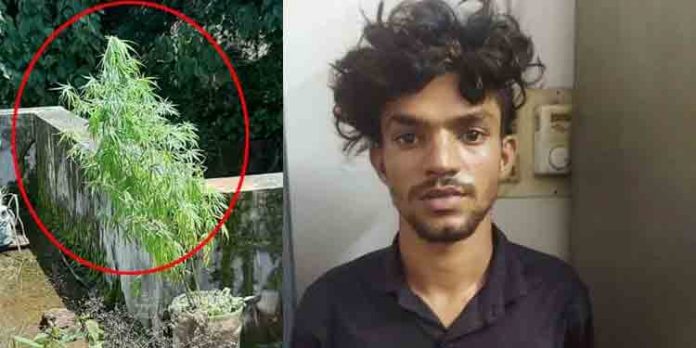 വീടിന്റെ ടെറസില് കഞ്ചാവ് കൃഷി ചെയ്ത യുവാവ് പോലീസിന്റെ പിടിയിലായി വീടിന്റെ ടെറസില് കഞ്ചാവ് കൃഷി ചെയ്ത യുവാവ് പോലീസിന്റെ പിടിയിലായി