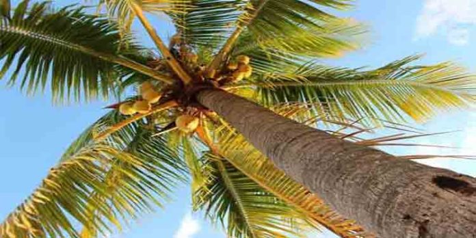 വടകരയില് തെങ്ങ് ദേഹത്തേക്ക് വീണ് നാല് സ്കൂള് വിദ്യാര്ഥികള്ക്ക് പരുക്ക് വടകരയില് തെങ്ങ് ദേഹത്തേക്ക് വീണ് നാല് സ്കൂള് വിദ്യാര്ഥികള്ക്ക് പരുക്ക്