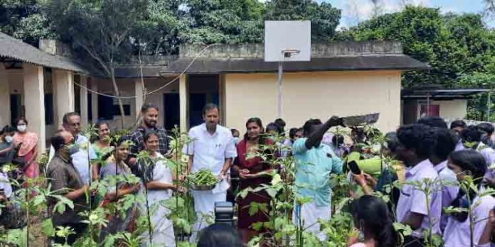ഹരിതം സമൃദ്ധം പദ്ധതി : പുളിക്കമാലി സ്കൂളില് വെണ്ട കൃഷി വിളവെടുത്തു ഹരിതം സമൃദ്ധം പദ്ധതി : പുളിക്കമാലി സ്കൂളില് വെണ്ട കൃഷി വിളവെടുത്തു