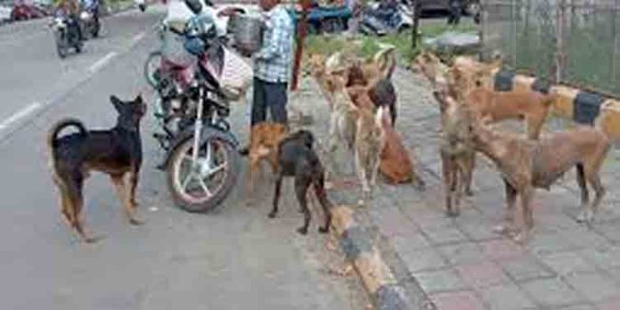 പാല് വാങ്ങാന് പോയ പെണ്കുട്ടിയെ തെരുവുനായ ആക്രമിച്ചു പാല് വാങ്ങാന് പോയ പെണ്കുട്ടിയെ തെരുവുനായ ആക്രമിച്ചു