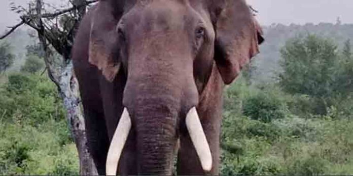അട്ടപ്പാടി ദാസന്നൂരില് ഒറ്റയാനെ അവശനിലയില് കണ്ടെത്തി അട്ടപ്പാടി ദാസന്നൂരില് ഒറ്റയാനെ അവശനിലയില് കണ്ടെത്തി