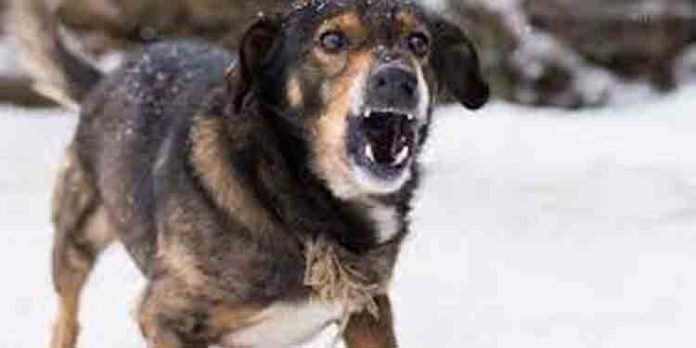 10 പേരെ കടിച്ച തെരുവ് നായയ്ക്ക് പേവിഷബാധയുണ്ടെന്ന് സ്ഥിരീകരണം 10 പേരെ കടിച്ച തെരുവ് നായയ്ക്ക് പേവിഷബാധയുണ്ടെന്ന് സ്ഥിരീകരണം