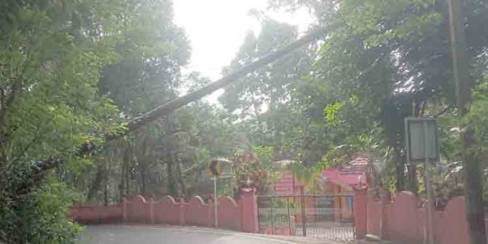 തിരക്കേറിയ റോഡില് വൈദ്യുതി ലൈനിനു മുകളില് തെങ്ങ് കടപുഴകി വീണു ; വൈദ്യുതി വിതരണം തടസ്സപ്പെട്ടു തിരക്കേറിയ റോഡില് വൈദ്യുതി ലൈനിനു മുകളില് തെങ്ങ് കടപുഴകി വീണു ; വൈദ്യുതി വിതരണം തടസ്സപ്പെട്ടു