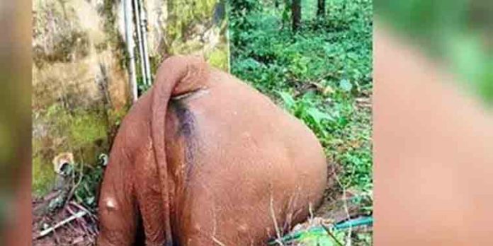 ആള്താമസമില്ലാത്ത പറമ്പിലെ ഉപയോഗശൂന്യമായ സെപ്റ്റിക് ടാങ്കില് വീണ് കാട്ടാന ചരിഞ്ഞു ആള്താമസമില്ലാത്ത പറമ്പിലെ ഉപയോഗശൂന്യമായ സെപ്റ്റിക് ടാങ്കില് വീണ് കാട്ടാന ചരിഞ്ഞു