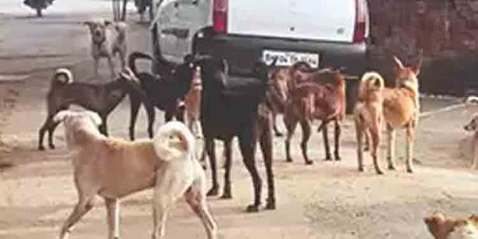 സംസ്ഥാനത്ത് വീണ്ടും തെരുവ് നായ ആക്രമണം : 5 വയസ്സുകാരി അത്യാസന്ന നിലയില് സംസ്ഥാനത്ത് വീണ്ടും തെരുവ് നായ ആക്രമണം : 5 വയസ്സുകാരി അത്യാസന്ന നിലയില്