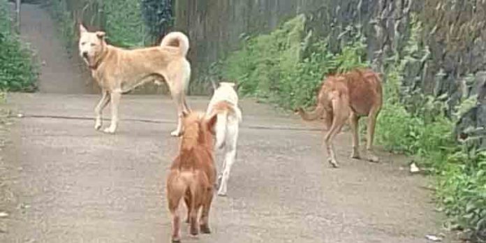 ഇടമുറിയിലും പരിസരത്തും തെരുവുനായ ശല്യം രൂക്ഷമാകുന്നു ഇടമുറിയിലും പരിസരത്തും തെരുവുനായ ശല്യം രൂക്ഷമാകുന്നു