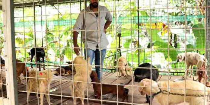നായശല്യം കൊണ്ട് ജനം പൊറുതിമുട്ടുന്ന ഇക്കാലത്ത് തെരുവ് നായകള്ക്കായി സംരക്ഷണകേന്ദ്രം ഒരുക്കി പ്രവാസി നായശല്യം കൊണ്ട് ജനം പൊറുതിമുട്ടുന്ന ഇക്കാലത്ത് തെരുവ് നായകള്ക്കായി സംരക്ഷണകേന്ദ്രം ഒരുക്കി പ്രവാസി