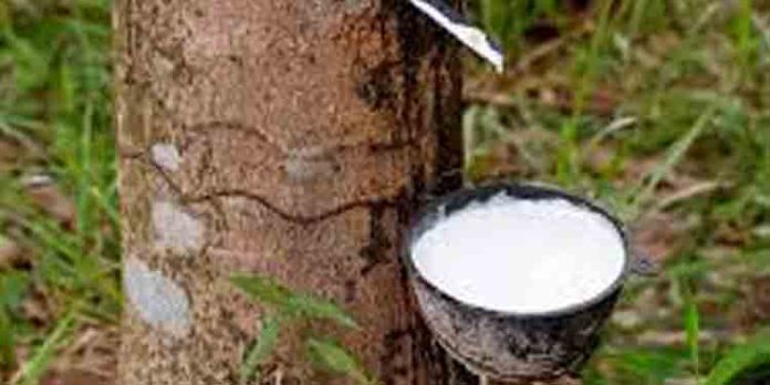 മഴ ; റബര് വില കുറയുന്നു മഴ ; റബര് വില കുറയുന്നു