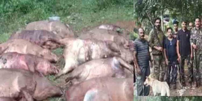 19 കാട്ടുപന്നികളെ വെടിവച്ചു കൊന്നു 19 കാട്ടുപന്നികളെ വെടിവച്ചു കൊന്നു