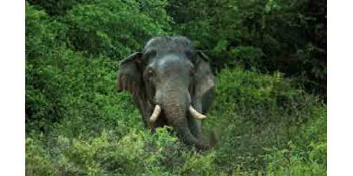 അച്ചൻകോവിൽ ചെമ്പനരുവിയിൽ യുവാവിനെ കാട്ടാന ചവിട്ടിക്കൊന്നു അച്ചൻകോവിൽ ചെമ്പനരുവിയിൽ യുവാവിനെ കാട്ടാന ചവിട്ടിക്കൊന്നു