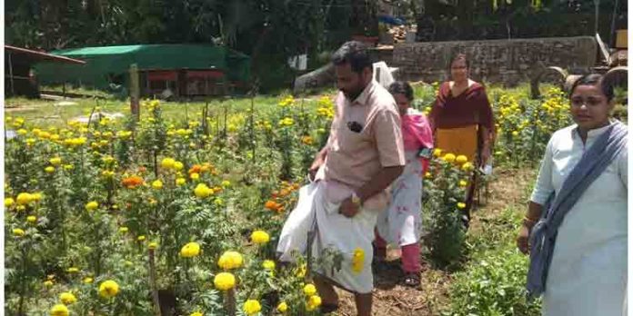 ഓണത്തെ വരവേൽക്കാൻ കൊല്ലൻപടിയിൽ ബന്ദിപ്പൂപാടം ഒരുങ്ങി ഓണത്തെ വരവേൽക്കാൻ കൊല്ലൻപടിയിൽ ബന്ദിപ്പൂപാടം ഒരുങ്ങി