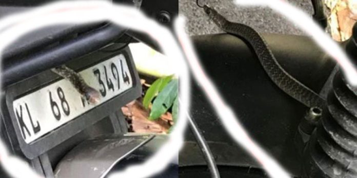 സീറ്റിനു പിന്നില് മൂര്ഖന് : ബൈക്ക് യാത്രികന് രക്ഷപെട്ടത് തലനാരിഴയ്ക്ക് സീറ്റിനു പിന്നില് മൂര്ഖന് : ബൈക്ക് യാത്രികന് രക്ഷപെട്ടത് തലനാരിഴയ്ക്ക്