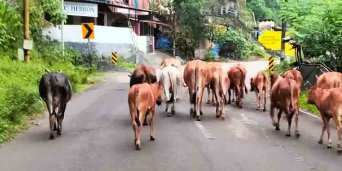 ശബരിമല പാത കന്നുകാലികള് കൈയടക്കി ; അപകടം തുടര്ക്കഥയാകുന്നു ശബരിമല പാത കന്നുകാലികള് കൈയടക്കി ; അപകടം തുടര്ക്കഥയാകുന്നു