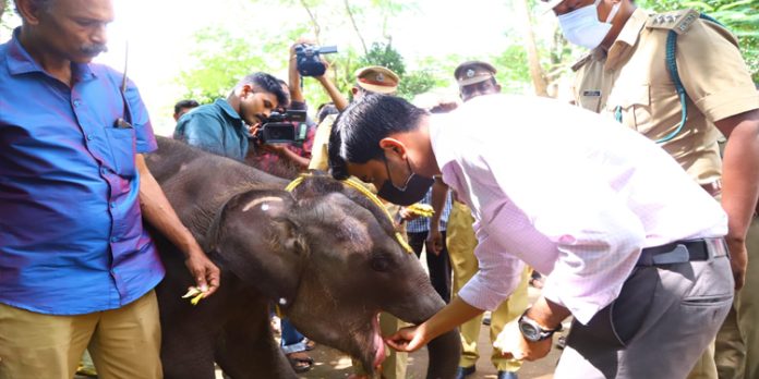 ലോക ഗജ ദിനത്തിൽ കോന്നി ആനതാവളത്തിൽ ആനയൂട്ട് നടന്നു ലോക ഗജ ദിനത്തിൽ കോന്നി ആനതാവളത്തിൽ ആനയൂട്ട് നടന്നു