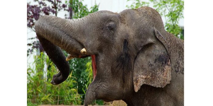 ഹരിപ്പാട് ശ്രീസുബ്രമണ്യസ്വാമി ക്ഷേത്രത്തിൽ ആനയിടഞ്ഞു ; പാപ്പാനെ ആക്രമിച്ചു ഹരിപ്പാട് ശ്രീസുബ്രമണ്യസ്വാമി ക്ഷേത്രത്തിൽ ആനയിടഞ്ഞു ; പാപ്പാനെ ആക്രമിച്ചു